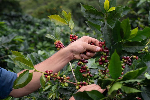 Recolección de cerezas de café - Honduras finca El Bosque.