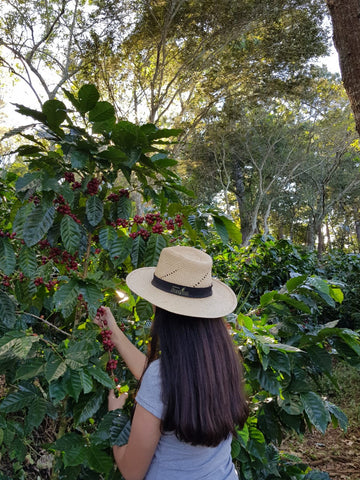 Lisbeth Espinoza recolectando café.