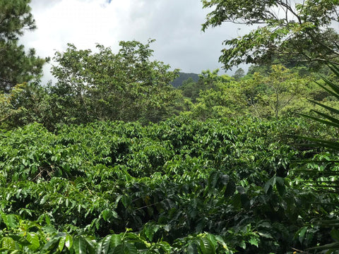 Finca de cafe de Honduras