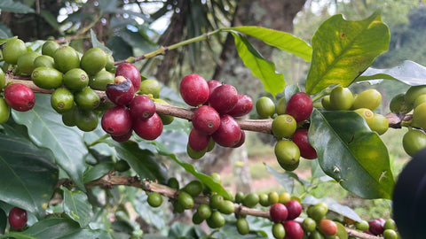 Cereza de café en Finca cafetalera Honduras | Señor K