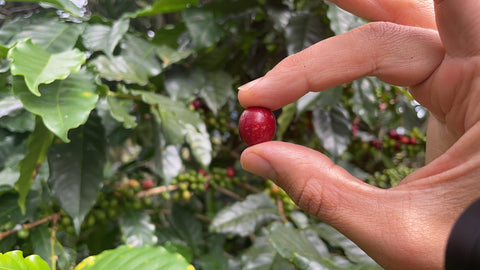 Finca de café Honduras | Señor K