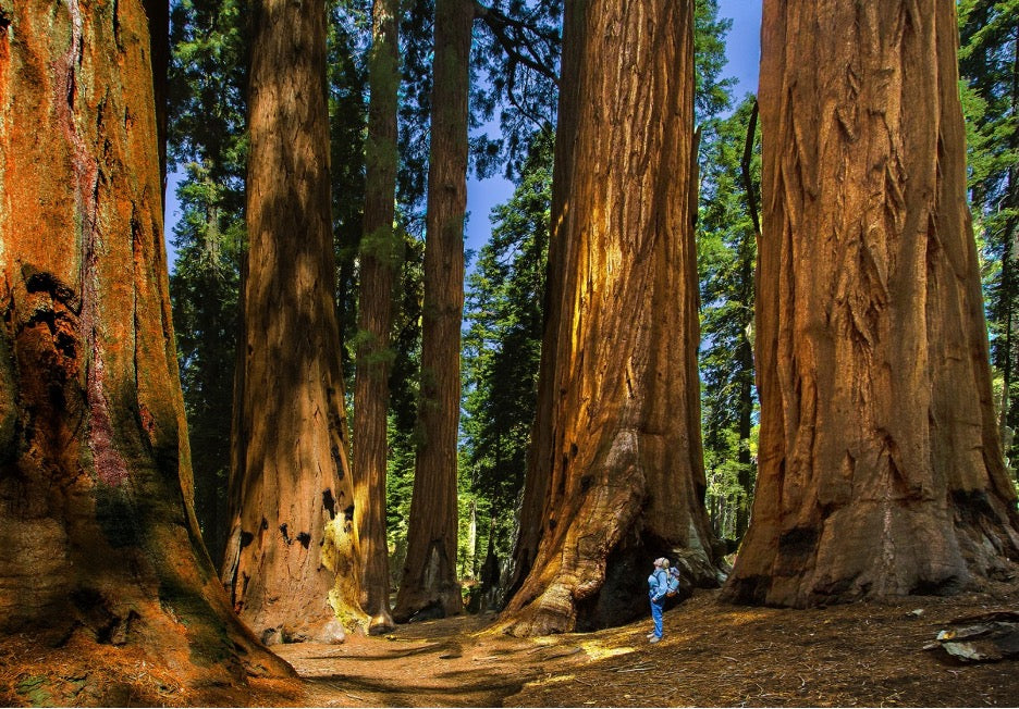 Sequoia National Park, California