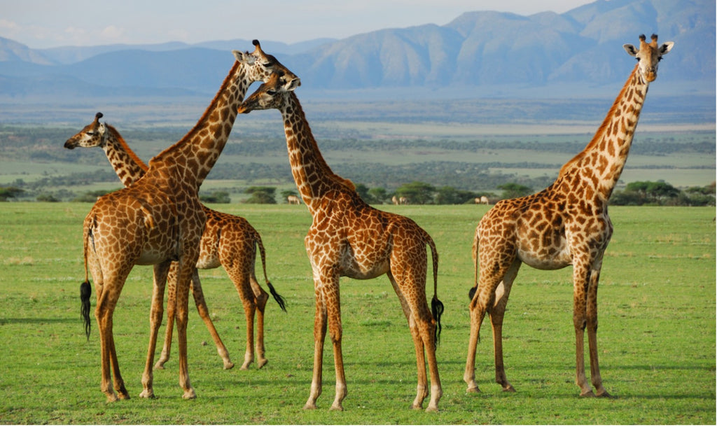 Serengeti National Park, Tanzania