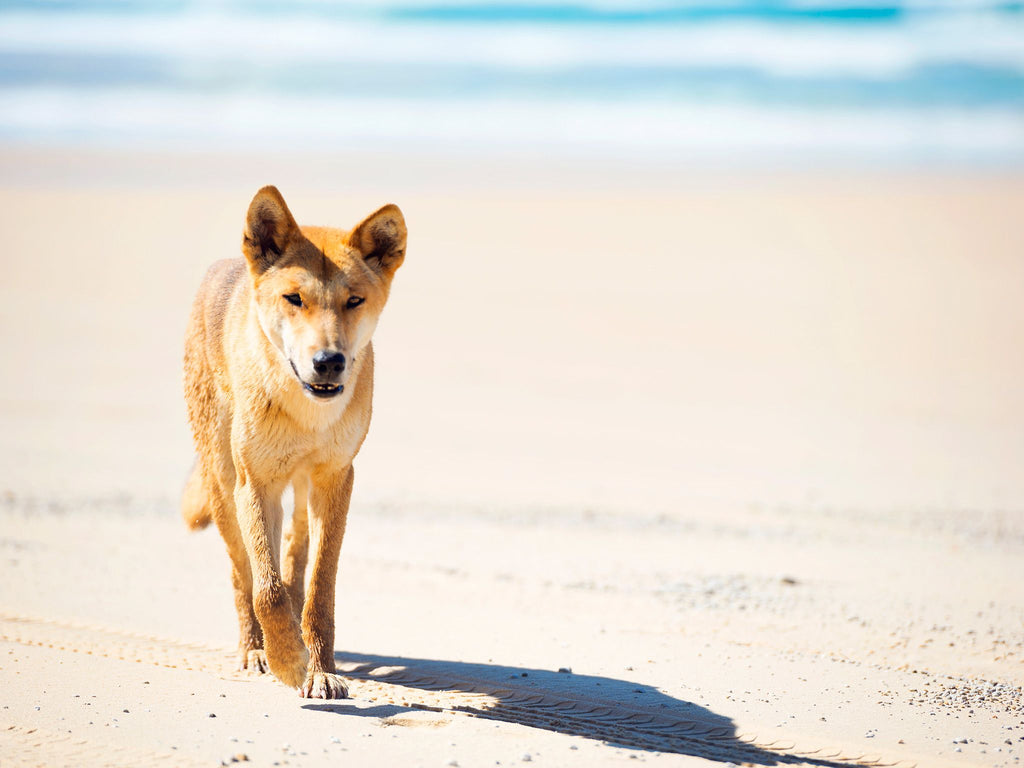 Great Sandy National Park featuring Dingo