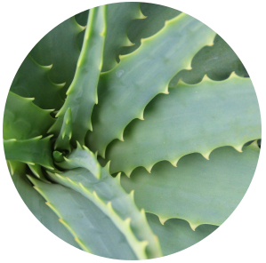 Aloe Vera Juice Extract Water Soluble Plant S Power E Store