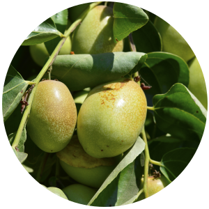 Jojoba (Simmondsia Chinensis) Carrier Oil-Golden – Plant's Power e-Store