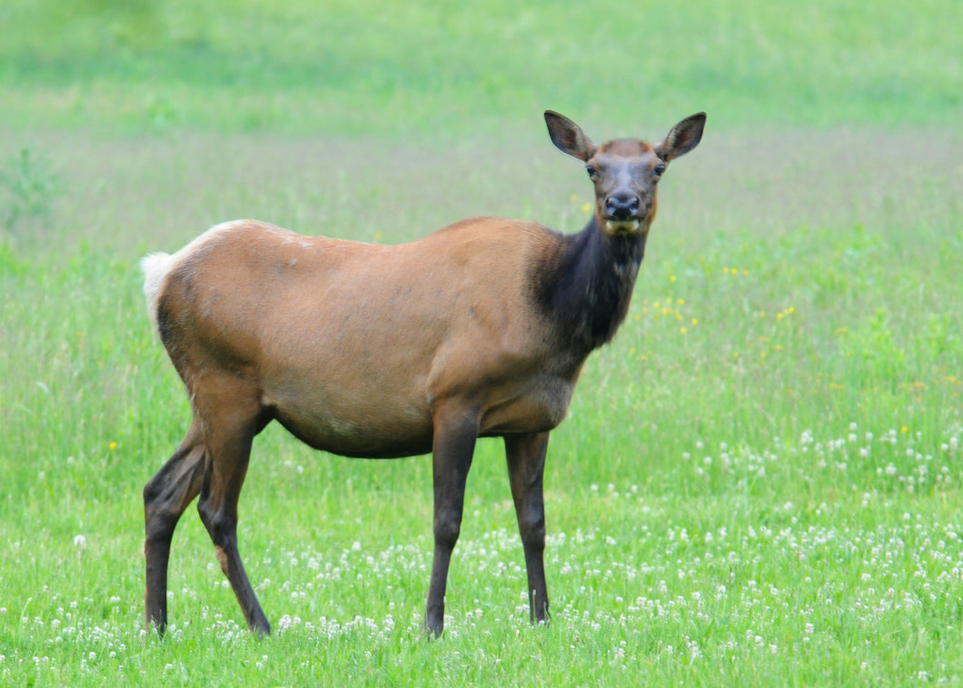 elk vs deer urine