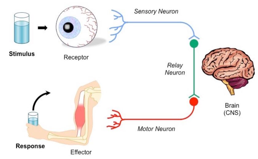 HECOstix Delivers Sensory Stimuli to the Brain