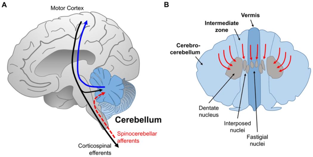 Targeting the Cerebellum and Motor Cortex