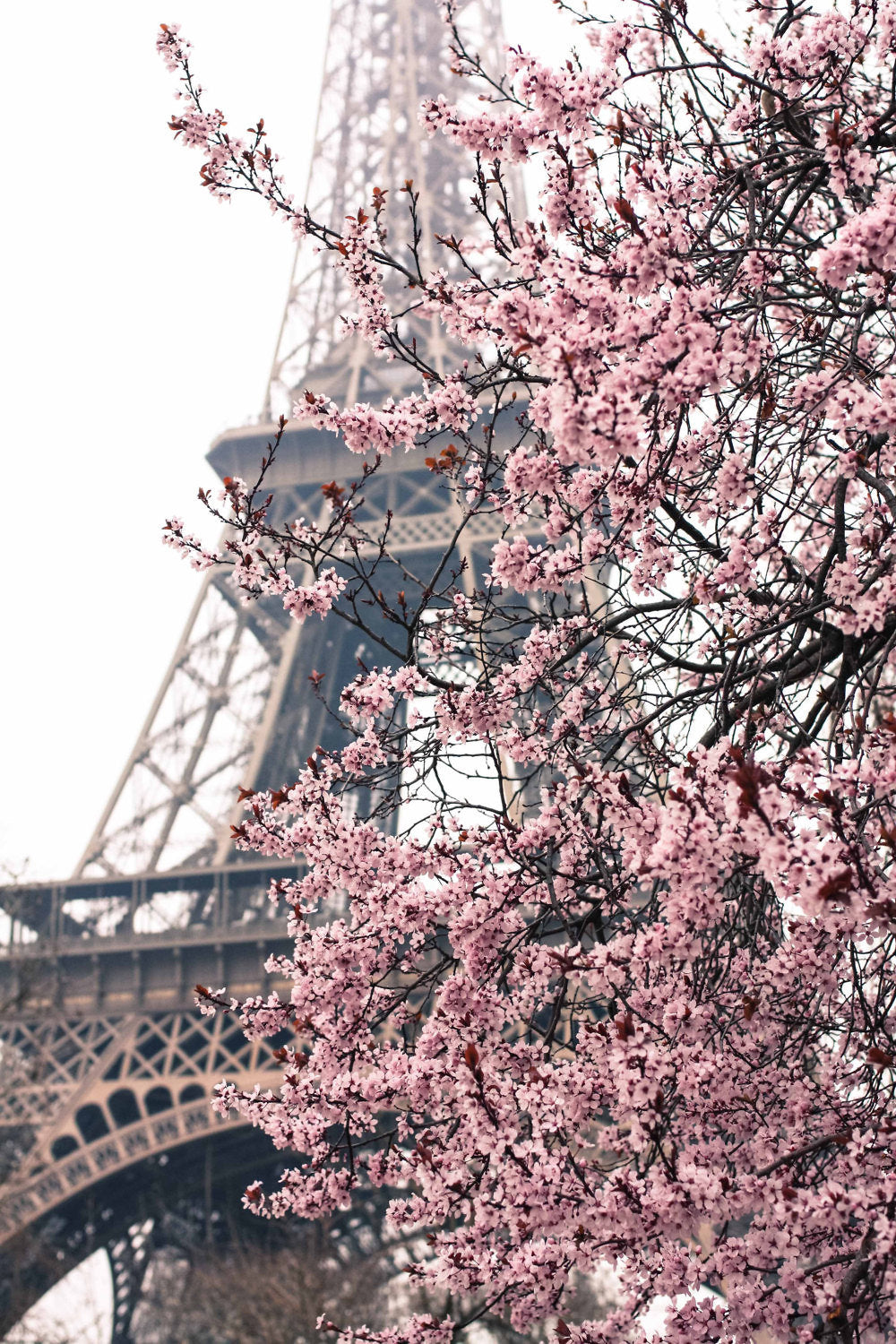 Pink Cherry Blossoms In Front Of The Eiffel Tower Rebecca Plotnick