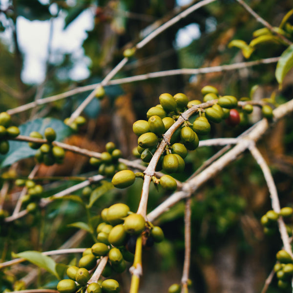 Coffee branch