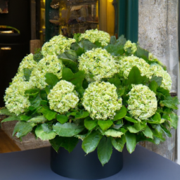 Elegant green Viburnum puff centerpiece crafted by Blumenhaus FloraFinesse, reflecting their exceptional craftsmanship and eco-conscious approach in Berlin, Germany.