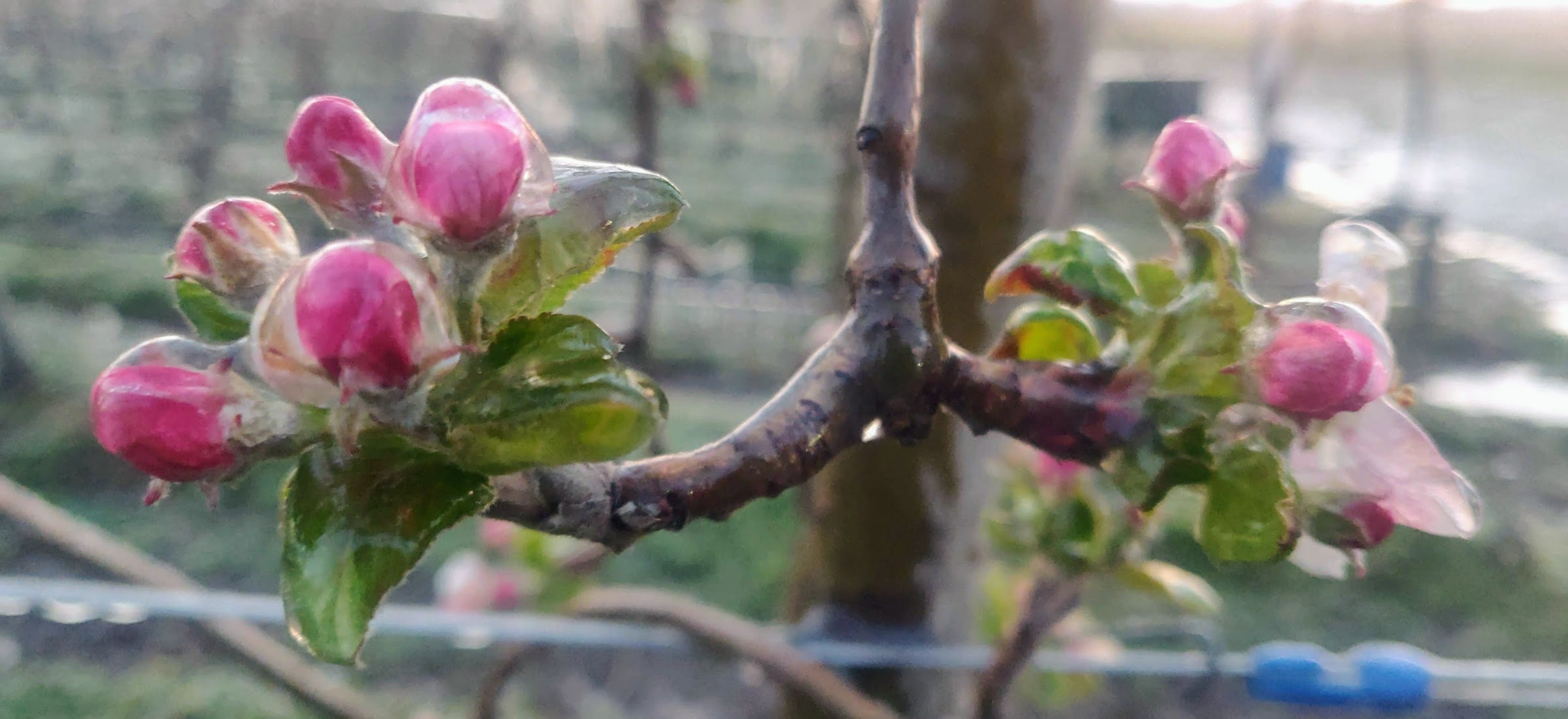 FPS Vrtovi voća mraz jabuka