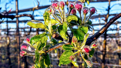 Antifrost sustav -3 °C jabuka 