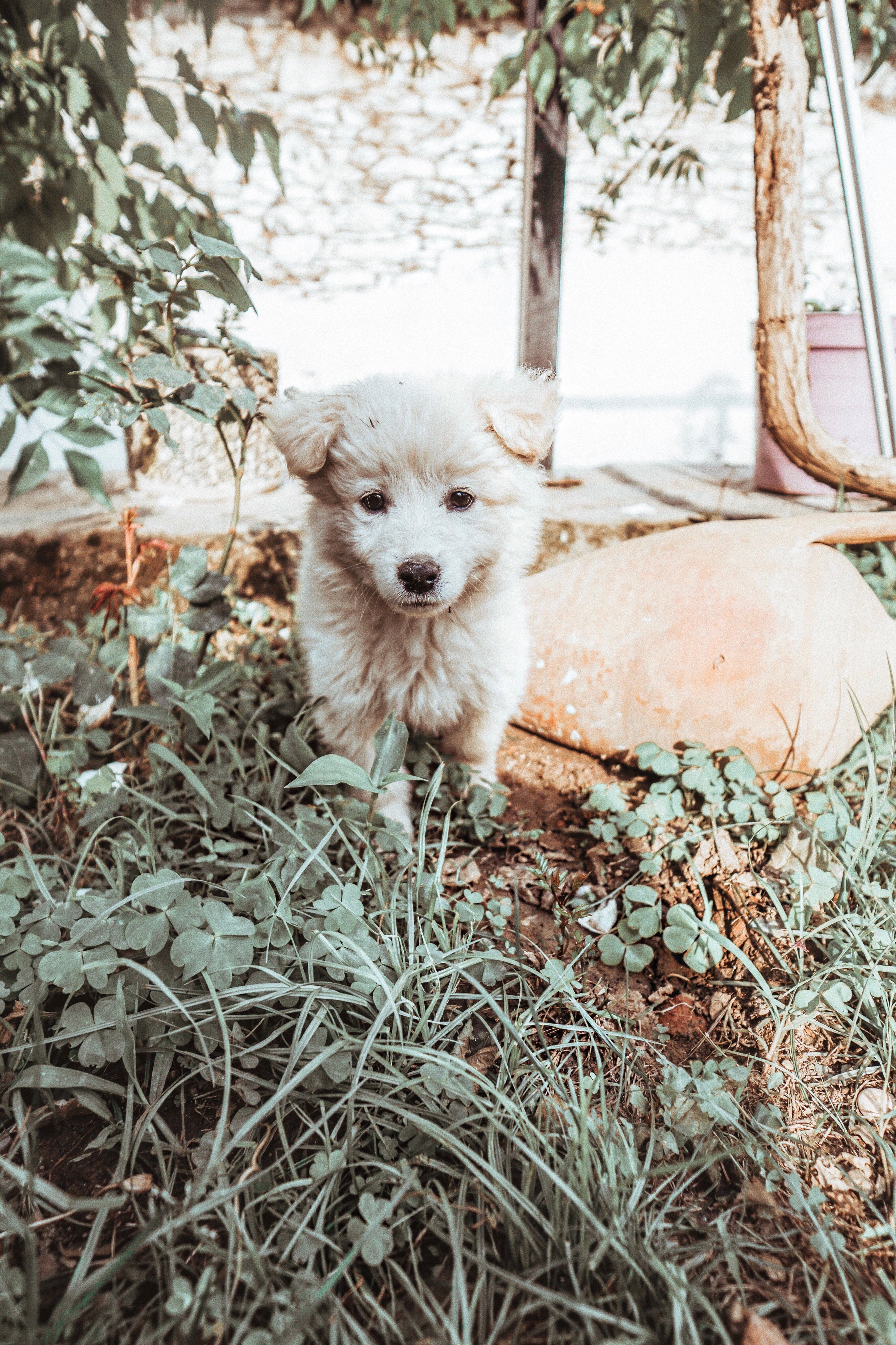 schöner hund izmir türkei