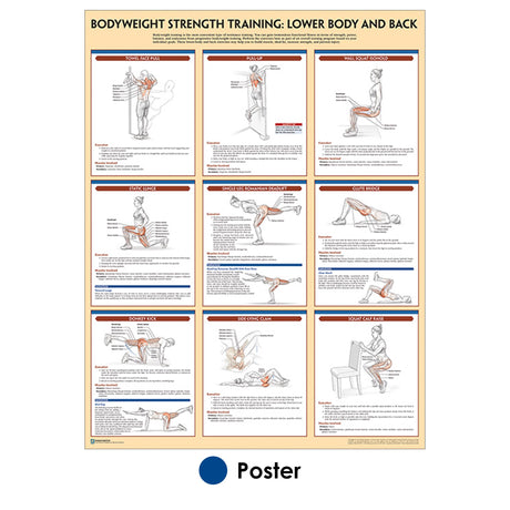 The Stretching Poster  Post workout stretches, Body stretches