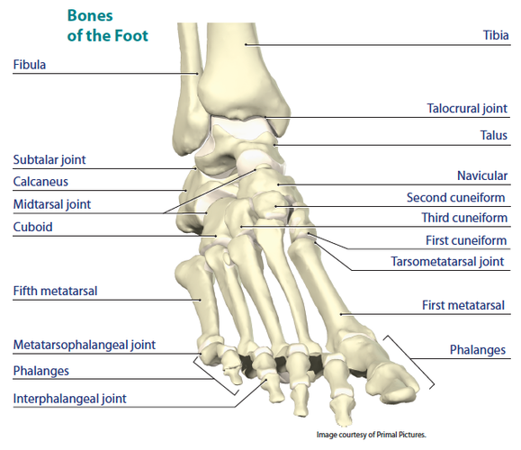 Ankle and foot support critical for maintaining balance – Human Kinetics  Canada