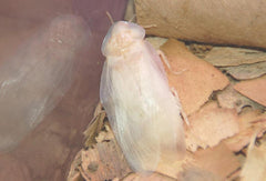 Dubia male after a molt white dubia roach