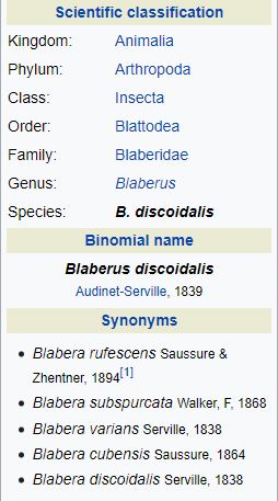 Blaberus discoidalis Scientific classification