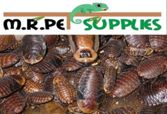 Discoid Roaches M.R. Pet Supplies MR Pet Supplies