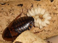 Dubia Roach female giving birth