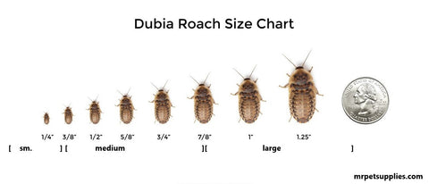 Dubia Roach size visual