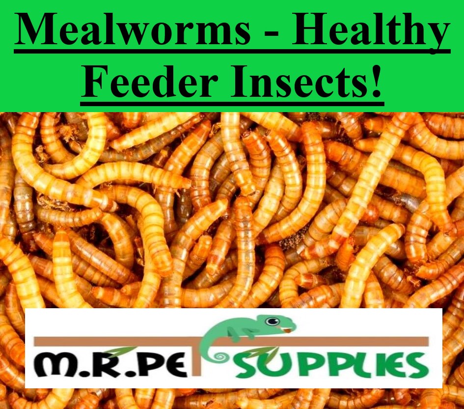 download living mealworms