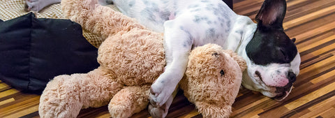 Perro con peluche