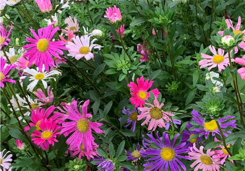 Asters in a Cutting Garden by Gingham Gardens