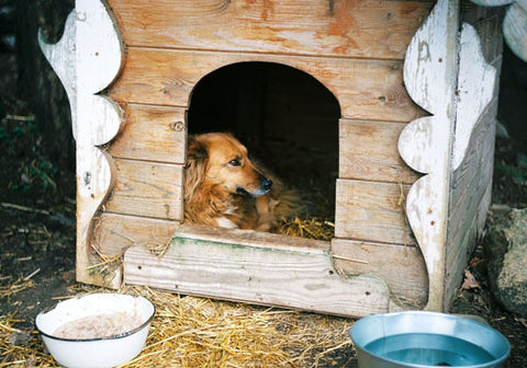 dog in dog house 