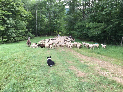 A dog and alpaca keeping the flock safe