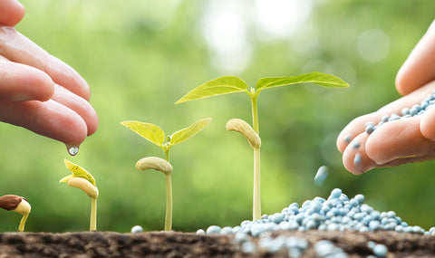 Granular fertilizer applied to seedlings