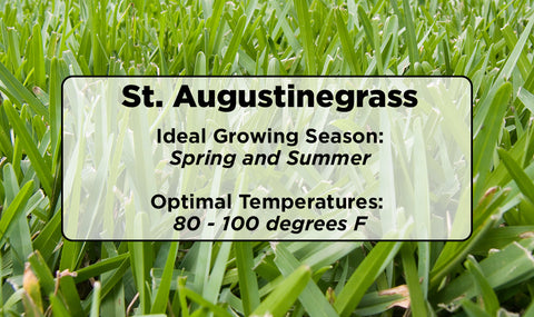 St. Augustinegrass ideal condition information