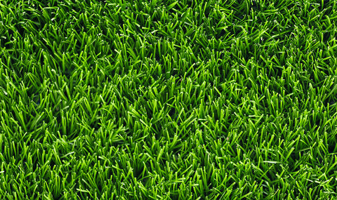 Close-up flat lay image of bright green fresh cut Zoysia grass