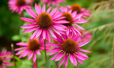Two beautiful bright magenta cone flowers