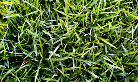 Close-up image of deep green Bermudagrass