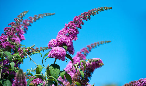 Purple flowers on stalks emerging from a butterfly bush against a clear blue sky