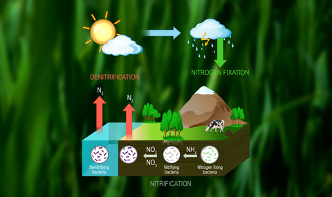 nitrogen cycle animation