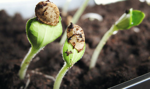 Seeds sprouting from soil