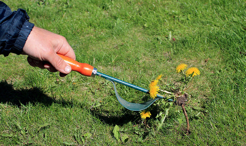 Man using a tool to remove dandelion weeds from the lawn