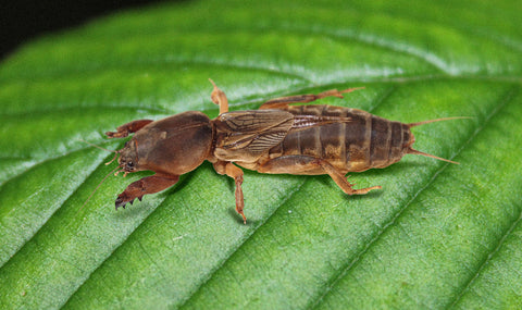 Close-up of a brown mole cricket resting on a large leaf