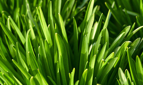 Close-up image of the leaf blades of bright green St. Augustinegrass