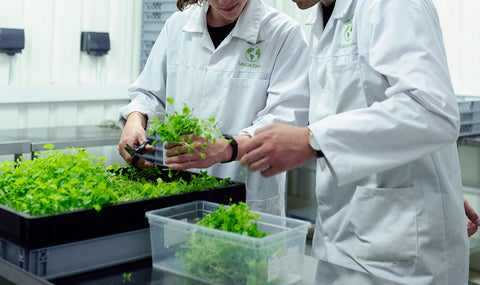 Two people in lab coats handling baby plants