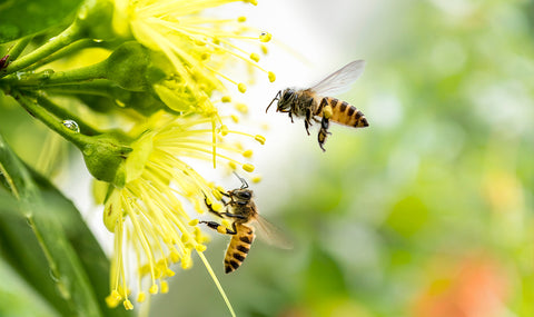 Two honey bees pollinating a bright yellow flower in spring