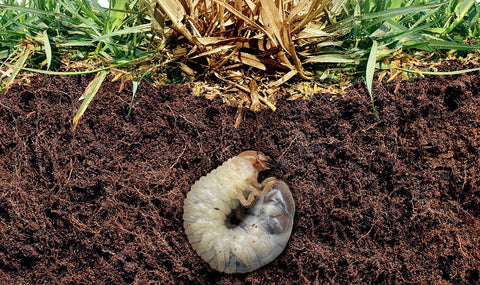 A gray larva beneath the soil under a lawn