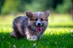 Corgi walking around lush green lawn