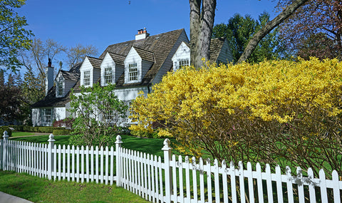 Photograph of a white house with a beautiful green lawn in spring with a yellow forsythia bush in the foreground