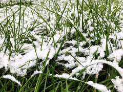 Green grass with fresh snow