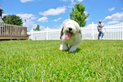 Sheepdog playing in a green grass lawn