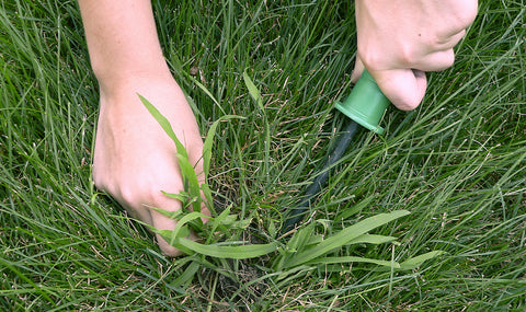 Hand close up removing crab grass from the lawn
